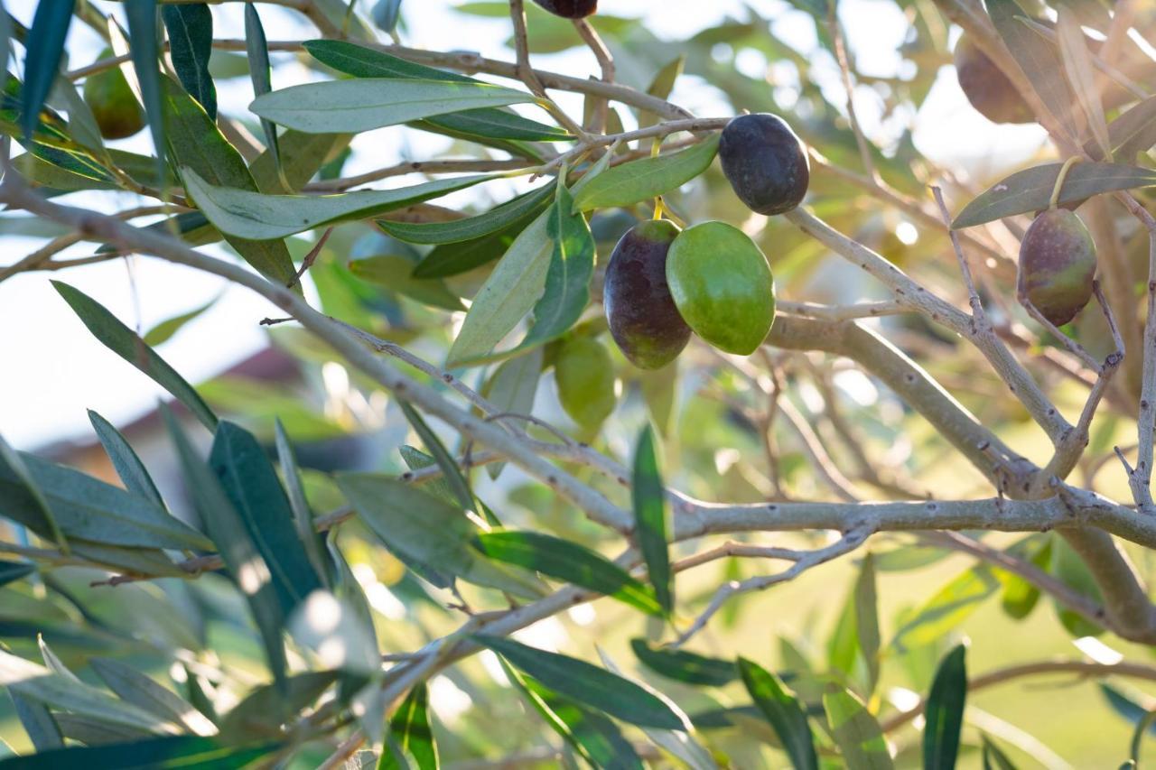 קסטליונה דלה פסקאיה Agriturismo Terre Di Castiglione מראה חיצוני תמונה