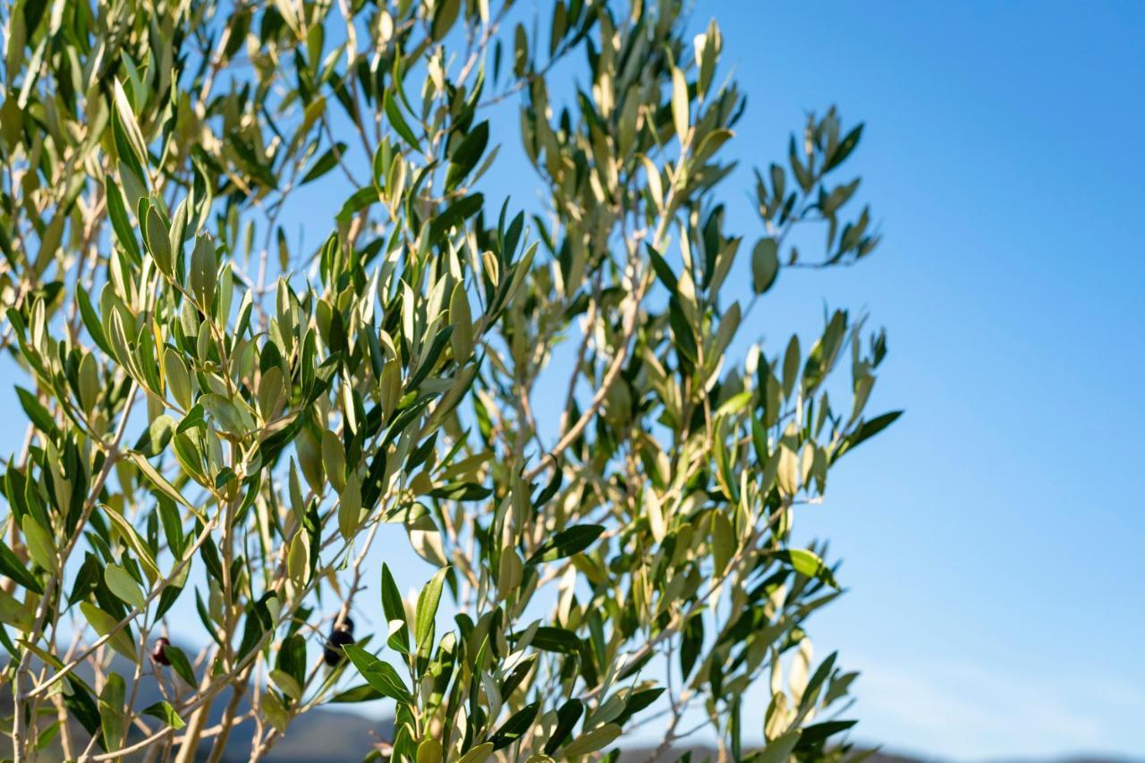 קסטליונה דלה פסקאיה Agriturismo Terre Di Castiglione מראה חיצוני תמונה