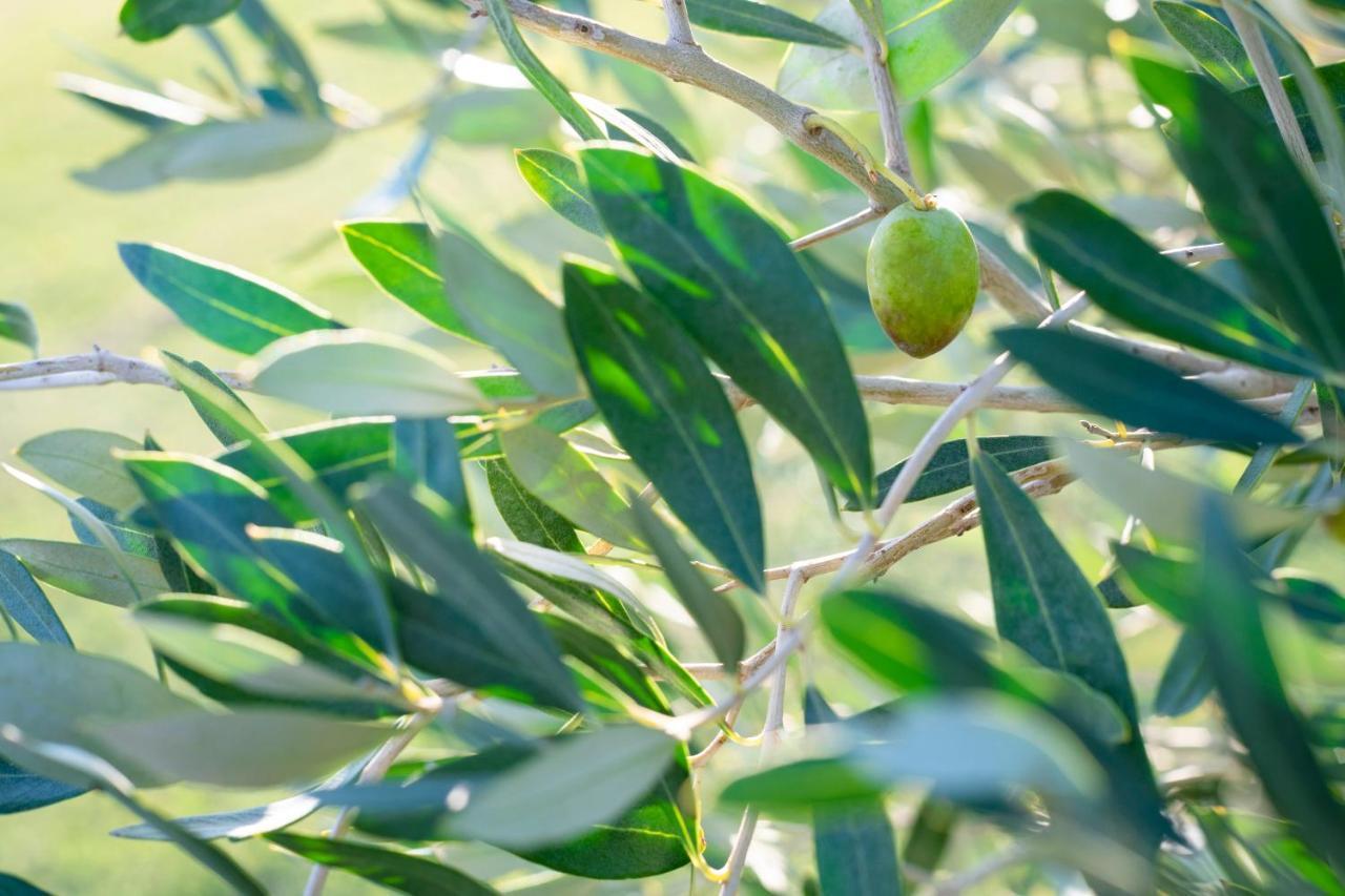 קסטליונה דלה פסקאיה Agriturismo Terre Di Castiglione מראה חיצוני תמונה